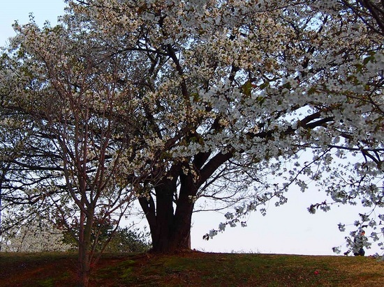 my favorite cherry tree_1.jpg