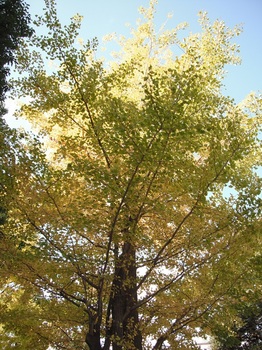 ogon-tree2.jpg